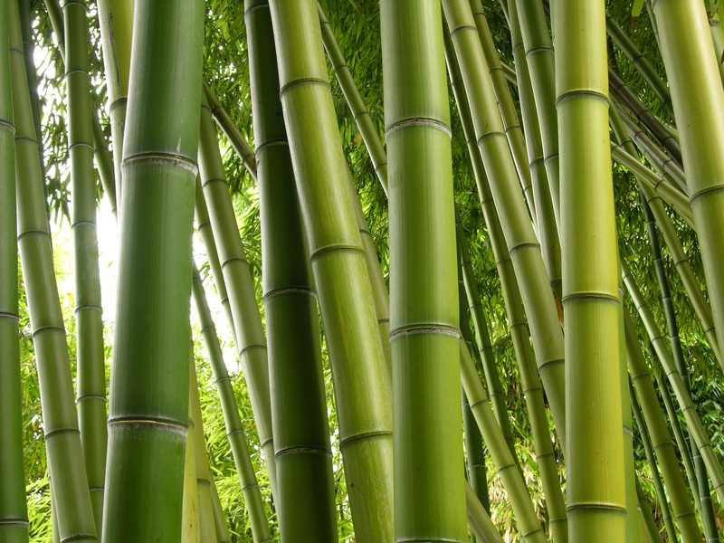 Bali Bamboo Products