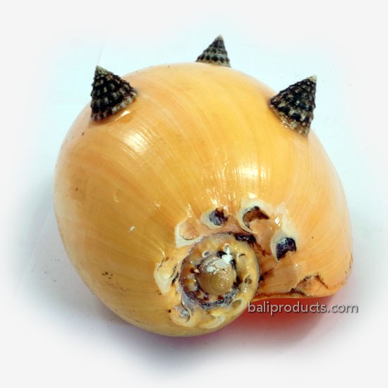 Shell with Shells