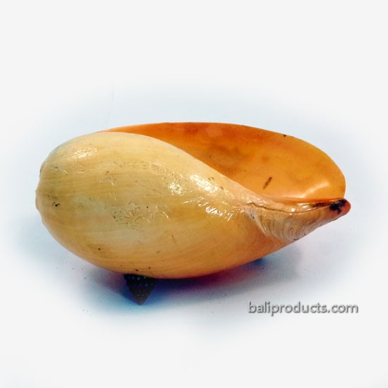 Shell with Shells