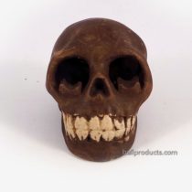 Skull Ashtray Brown