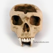 Skull Ashtray Fangs
