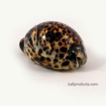 Small Speckled Shell