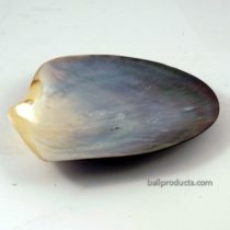 Shell Soap Dish