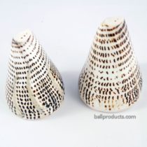 Shell Salt and Pepper Shaker