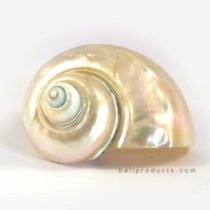 Pearlescent White Shell