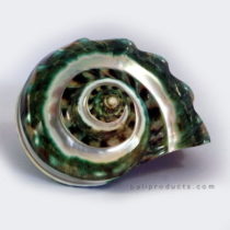 Pearlescent Green Shell