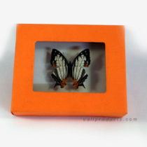 Colourful Butterfly Frame