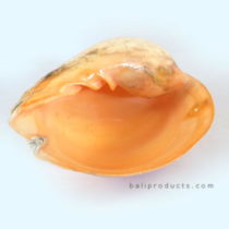Large Shell Off-White